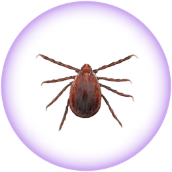 Asian longhorned tick - Haemaphysalis longicornis