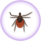 Black-legged tick (deer tick) - Ixodes scapularis