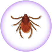 Brown dog tick - Rhipicephalus sanguineus