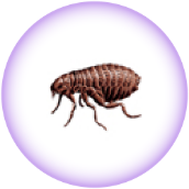 Cat flea - Ctenocephalides felis