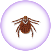 American dog tick - Dermacentor variabilis