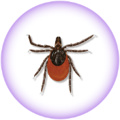 Black-legged tick (deer tick) - Ixodes scapularis