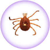 Lone Star tick – Amblyomma americanum