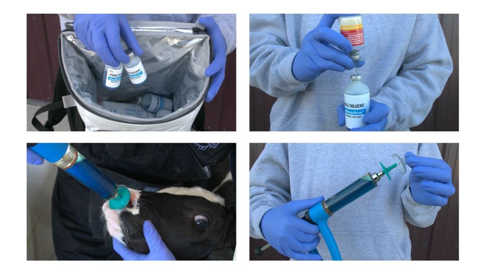 effective intranasal vaccination in dairy calves