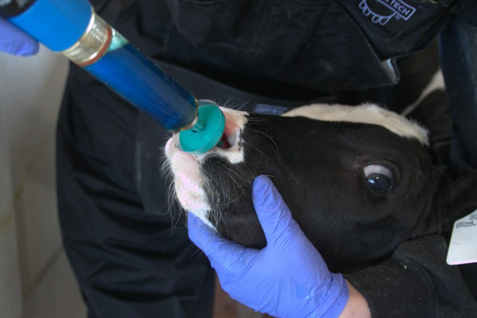 Intranasal vaccination in diary calves