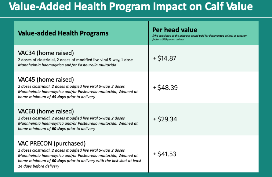 A graph showing the impact of value added health programs on calf value. The background is aquamarine with cells of various shades of green visible. Each cell contains either words or values.