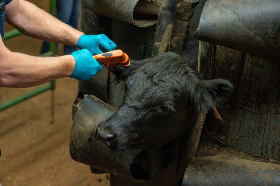 Calf being tagged