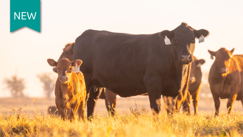 Cow calf in pasture
