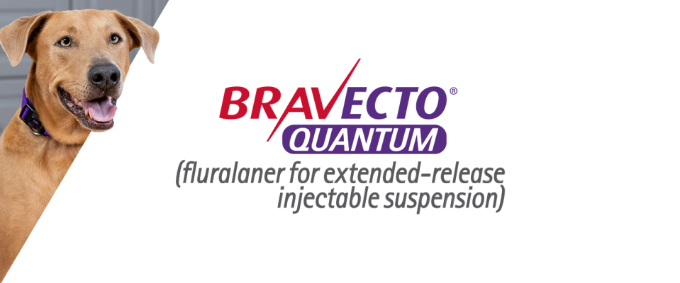 Bravecto Quantum banner