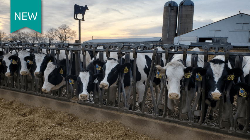 Dairy cattle