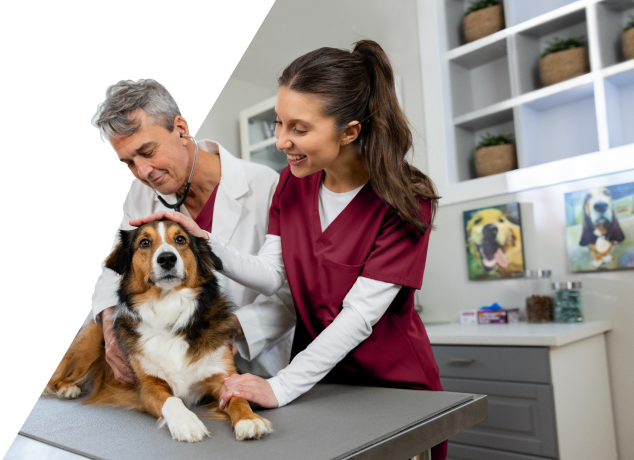 Male veterinarian and female nurse caring for a dog