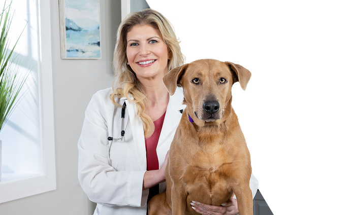 Female veterinarian caring for a brown dog