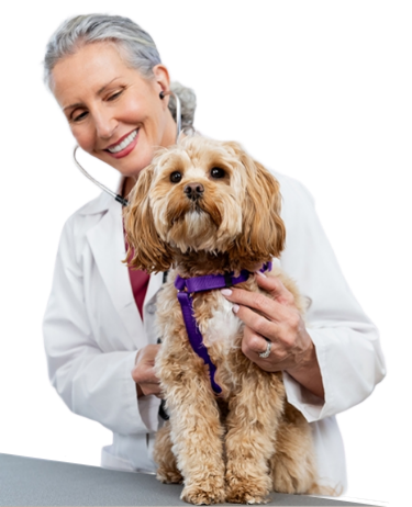 Female doctor smiling while taking care of a brown dog