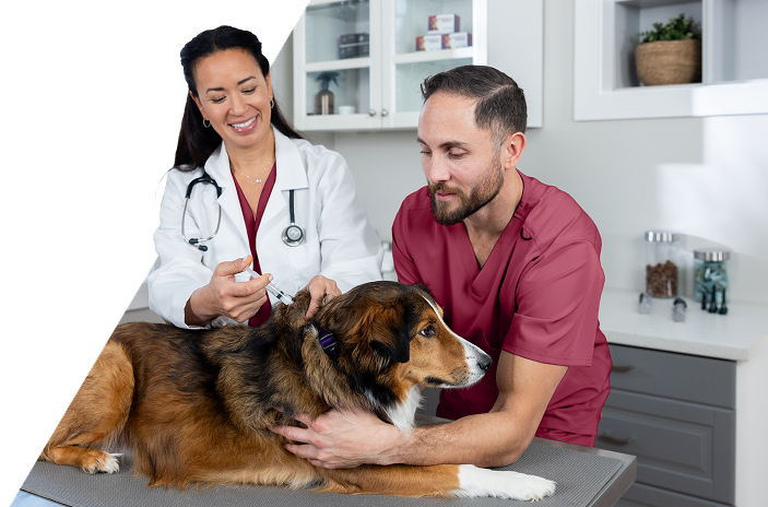 Female veterinarian and male nurse caring for a dog