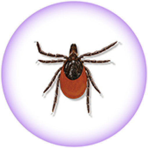 Black-legged tick