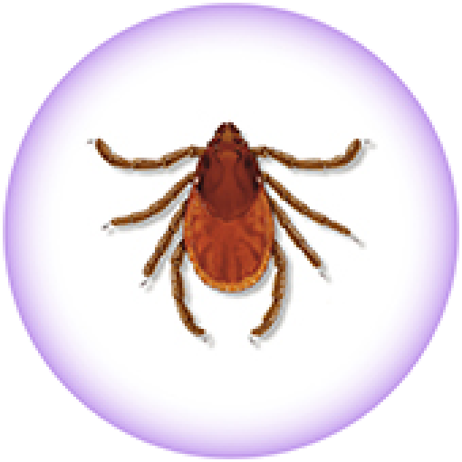 Brown Dog Tick