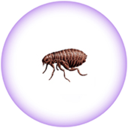 Cat Flea