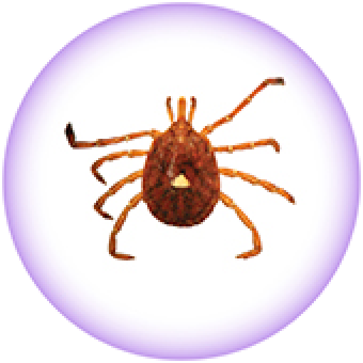 Lone Star Tick