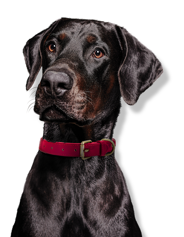 Dog with red collar