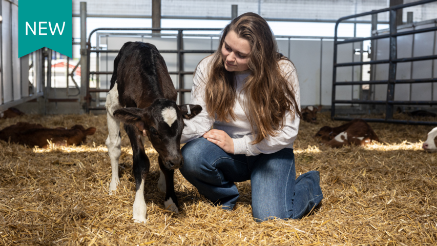 Dairy Calf