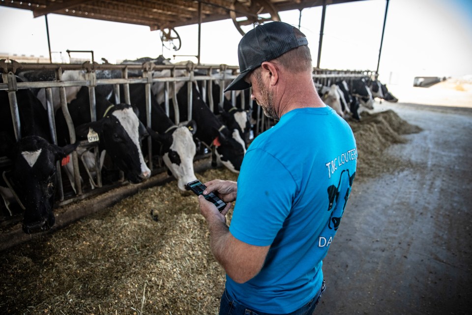 Dairy producer wearing a blue shirt and black hat standing in front of several dairy cows that are eating. 
