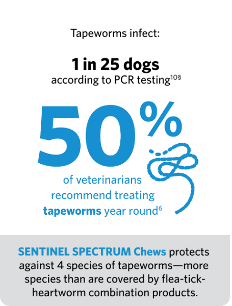 50% of veterinarians recommend treating tapeworms year round.