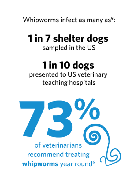 73% of veterinarians recommend treating whipworms year round.