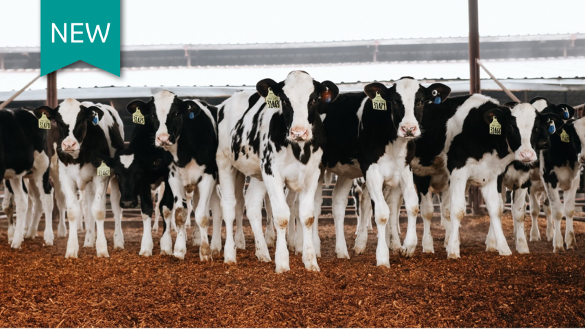 dairy cattle