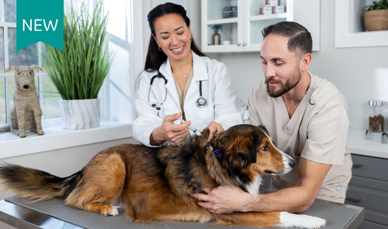Female veterinarian vaccinating a large brown dog while a male nurse holds it