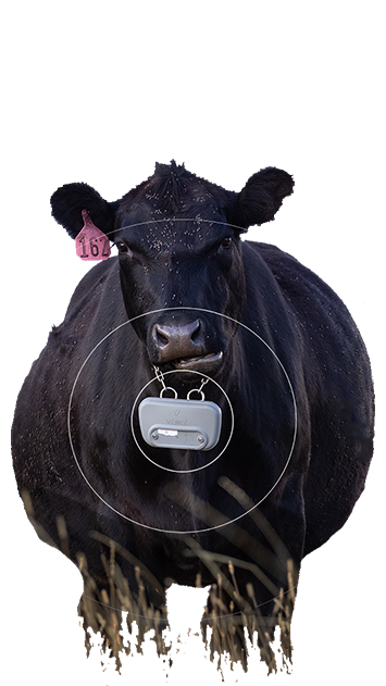 Products Merck Animal Health USA